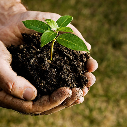 Planting and Plant Care